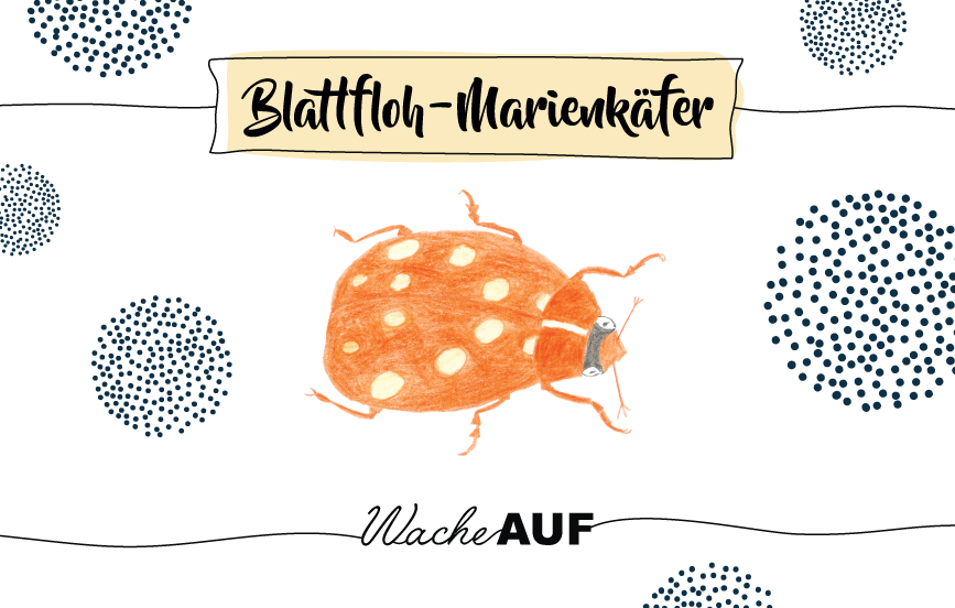 Krafttierkarten: Weite dein SEHEN! (vorbestellen) – Bild 8