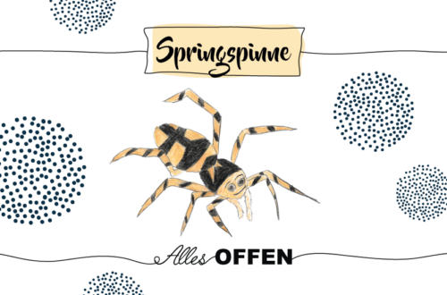 Krafttier Springspinne