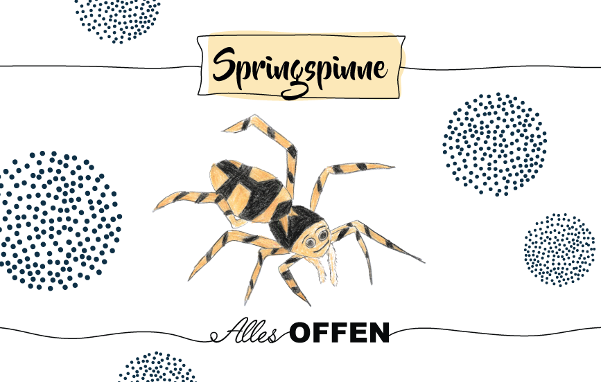Krafttier Springspinne