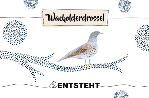 Krafttier Wachholderdrossel