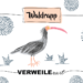 Krafttier Waldrapp