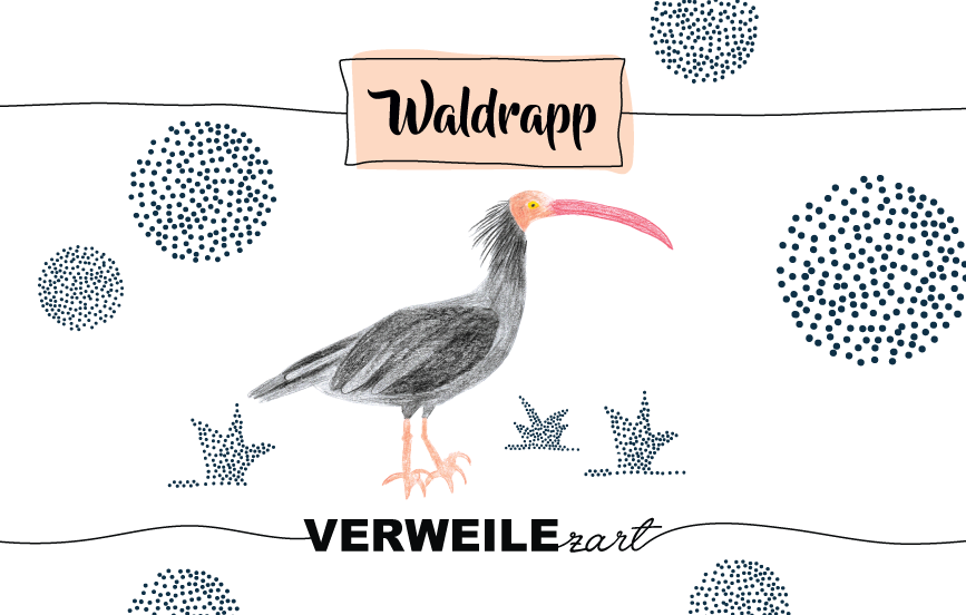 Krafttier Waldrapp